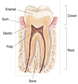 Non-Surgical Endodontic Treatment Illustration