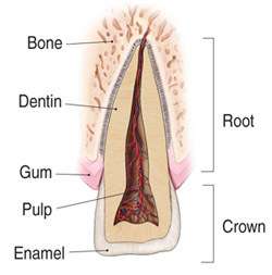 Traumatic Dental Injuries Illustration